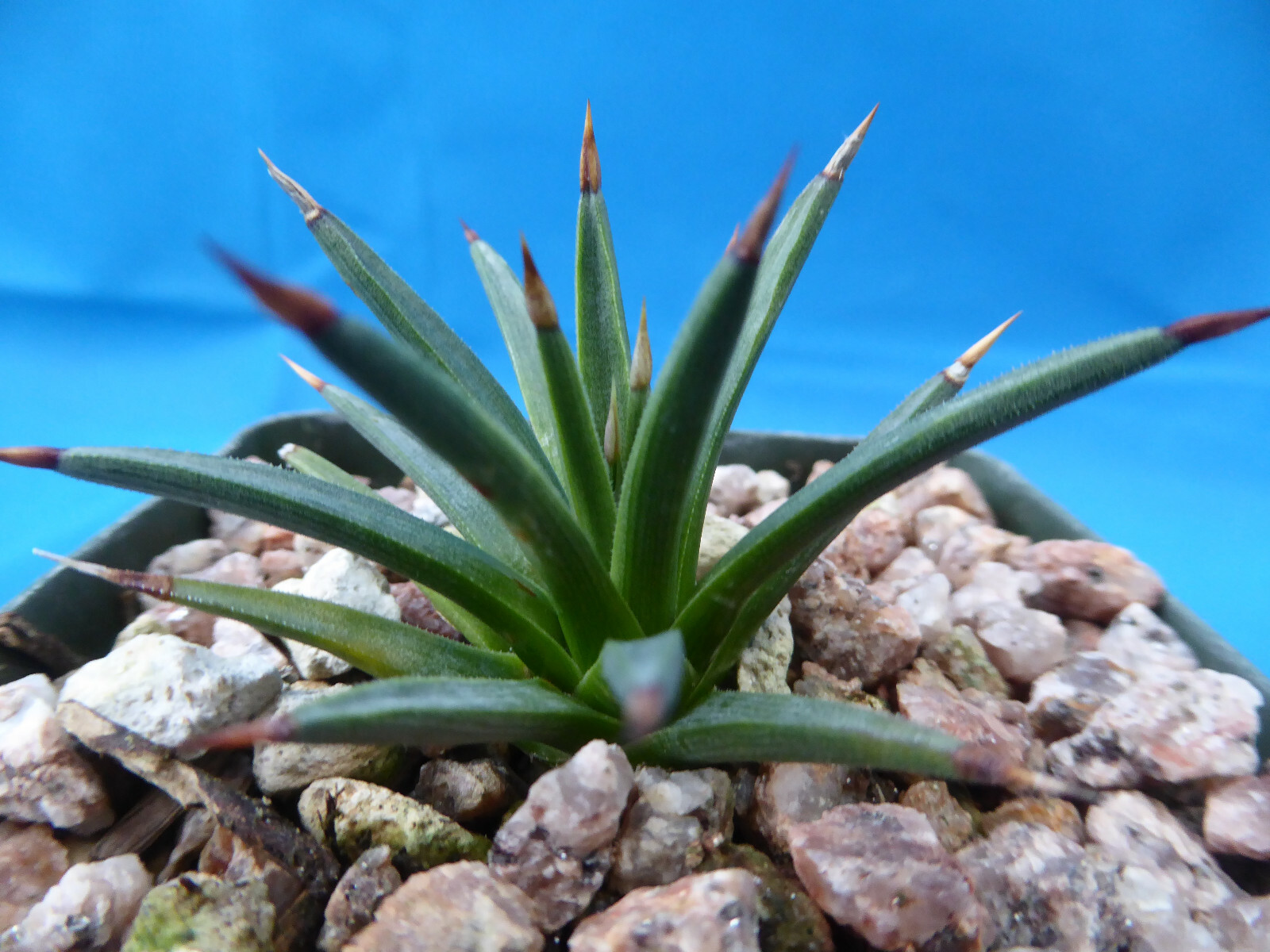 Agave albopilosa Seedling Plants VERY RARE Agave! 4+ Years Old! 2″-3″ Wide