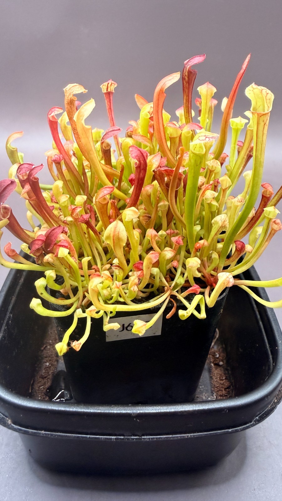 Sarracenia – 🔥🔥 S. Warcloud x S. Waccamaw 🔥🔥 WHOLE POT!!!!