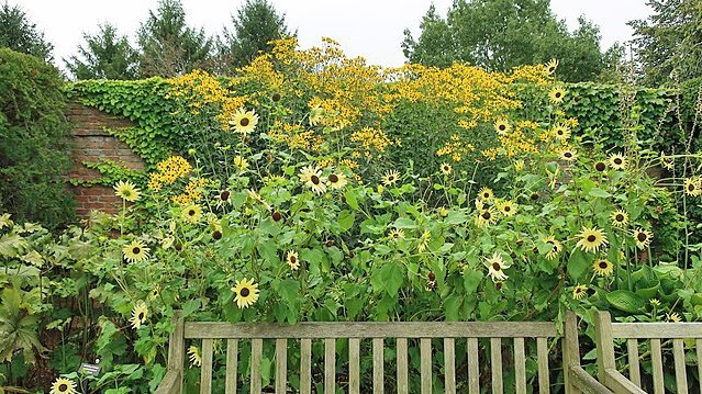Helianthus annuus | Italian White | 5 Seeds