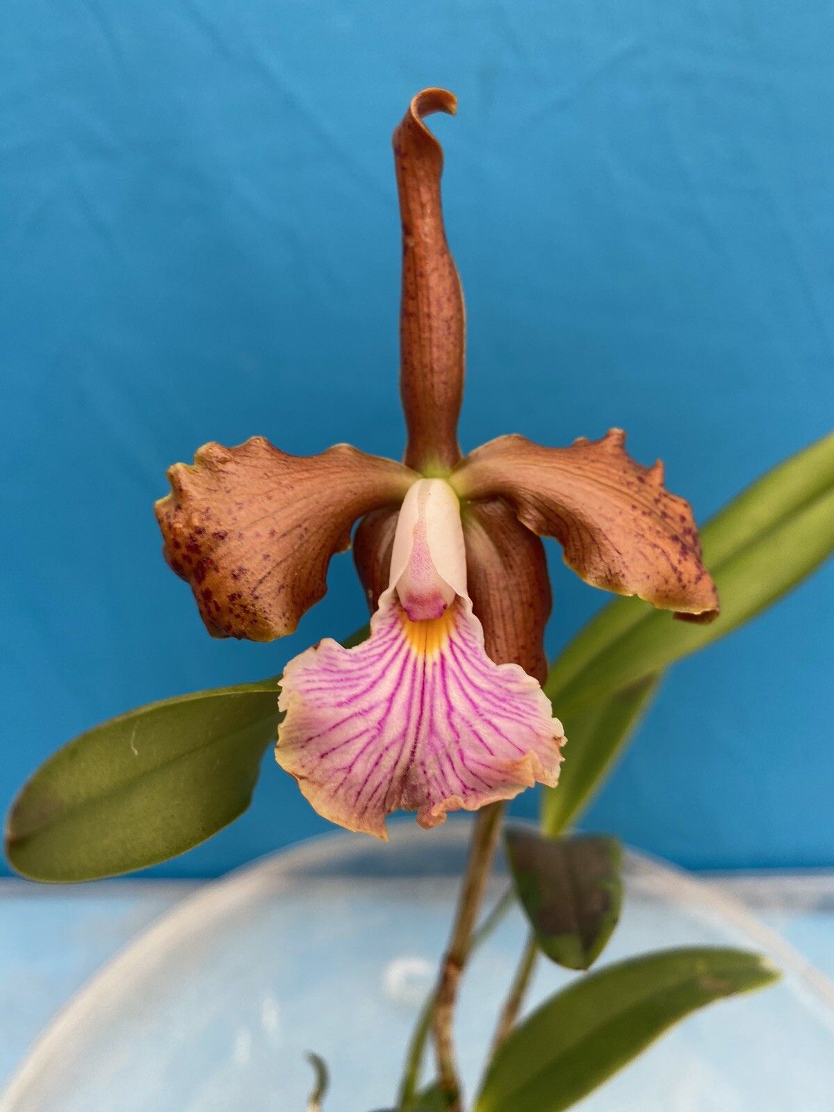 Rlc (Spanish Eyes X Lakeland) X Cattleya velutina Fragrant Orchid Hybrid 4” Pot