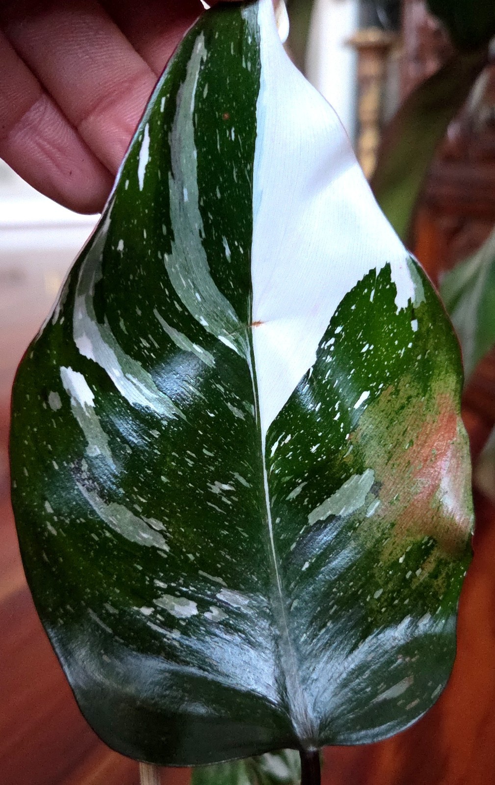 Rare Philodendron Scarlet Princess 16″ Tall Multi Branch Not Anthurium Monstera