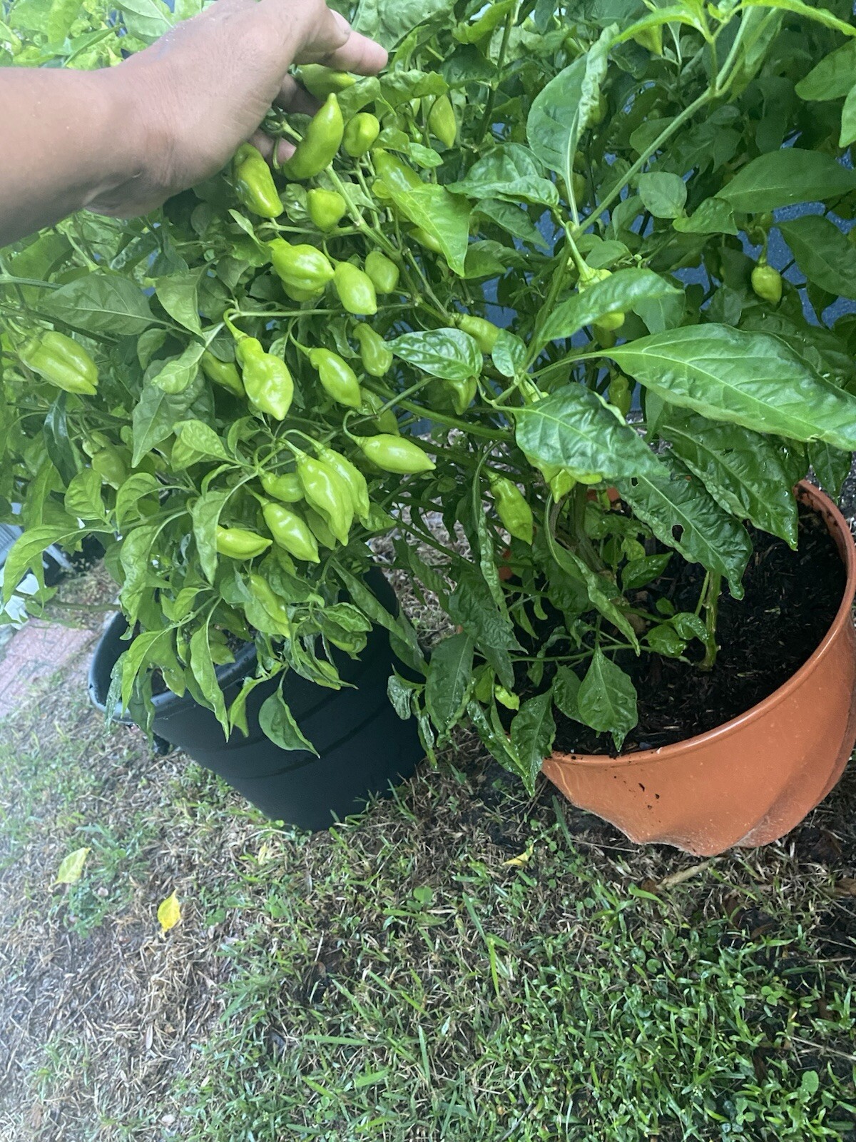 25 Trinidad Pimento Pepper Seeds, No Heat Great Flavor, Fresh Seeds, 5/10/26