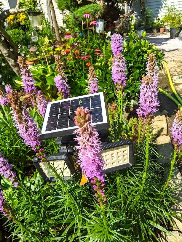 LIATRIS SPICATA (Blazing Star) – Purple Flowers – 2 Plants