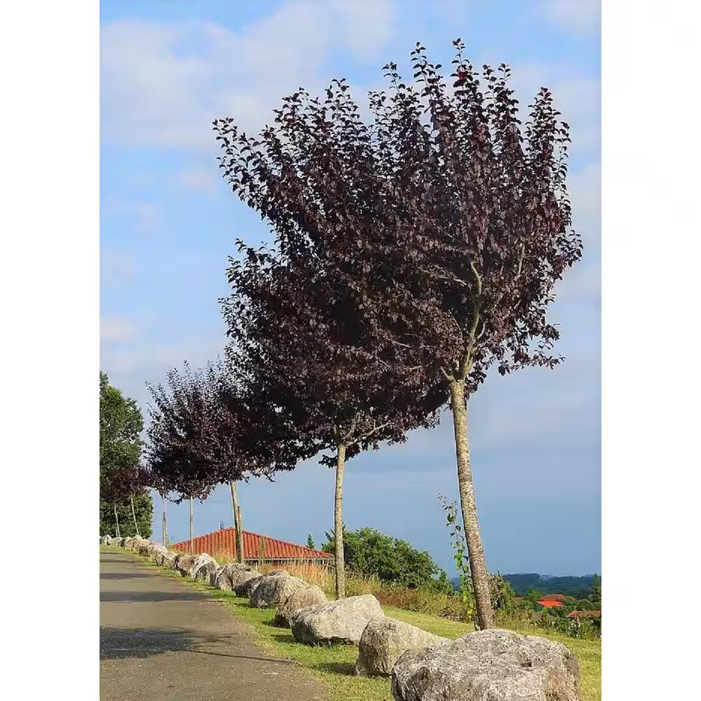 Vesuvius Flowering Plum Tree (Bare Root, 3 Ft. to 4 Ft. Tall)
