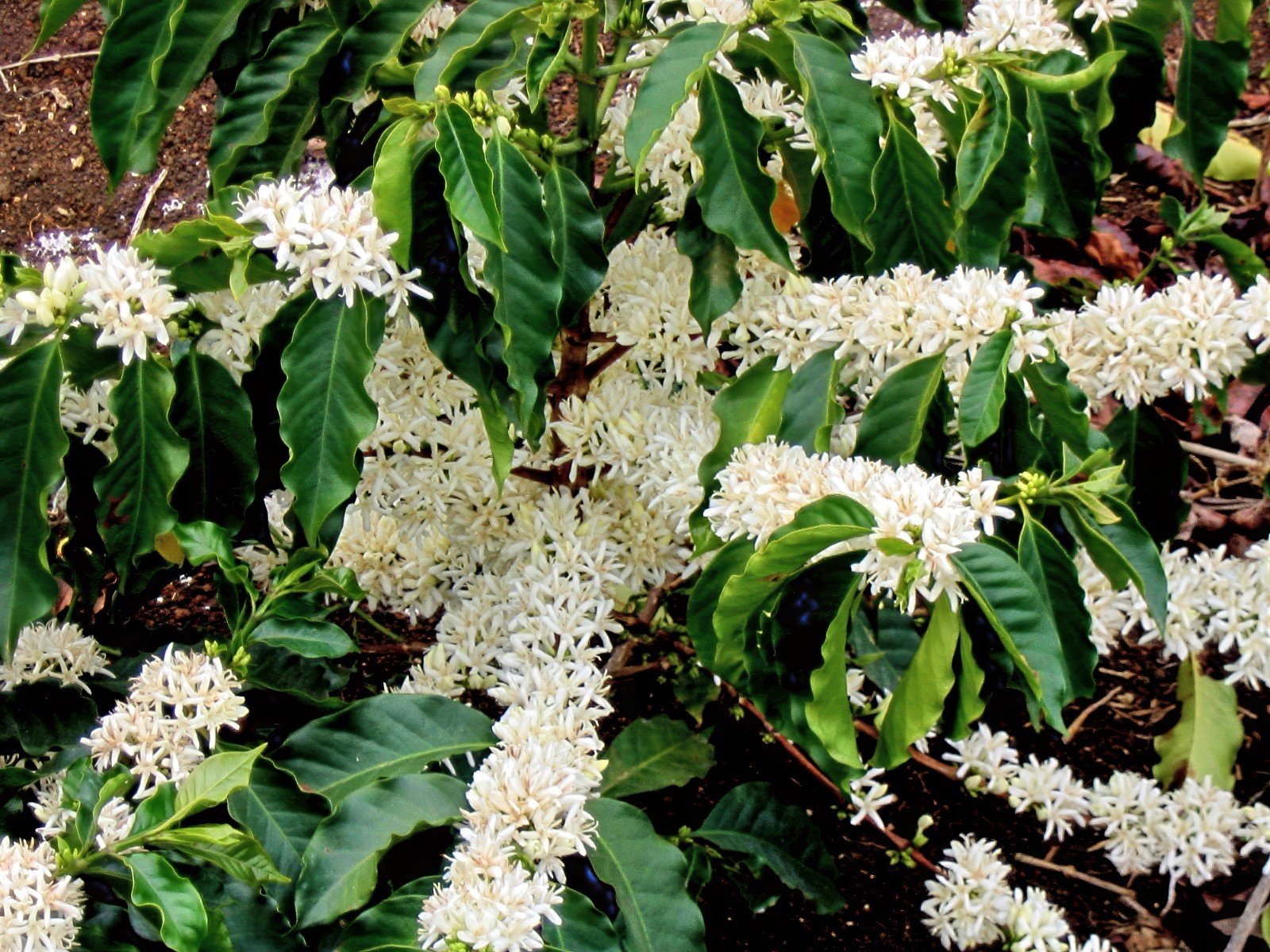 10 Coffea arabica Seeds Tropical EXOTIC Coffee Bean Indoor House Plant Tree RARE