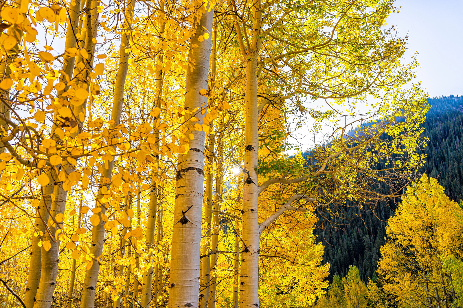 50 Golden QUAKING ASPEN TREE Populus Tremuloides White Bark Yellow Fall Seeds