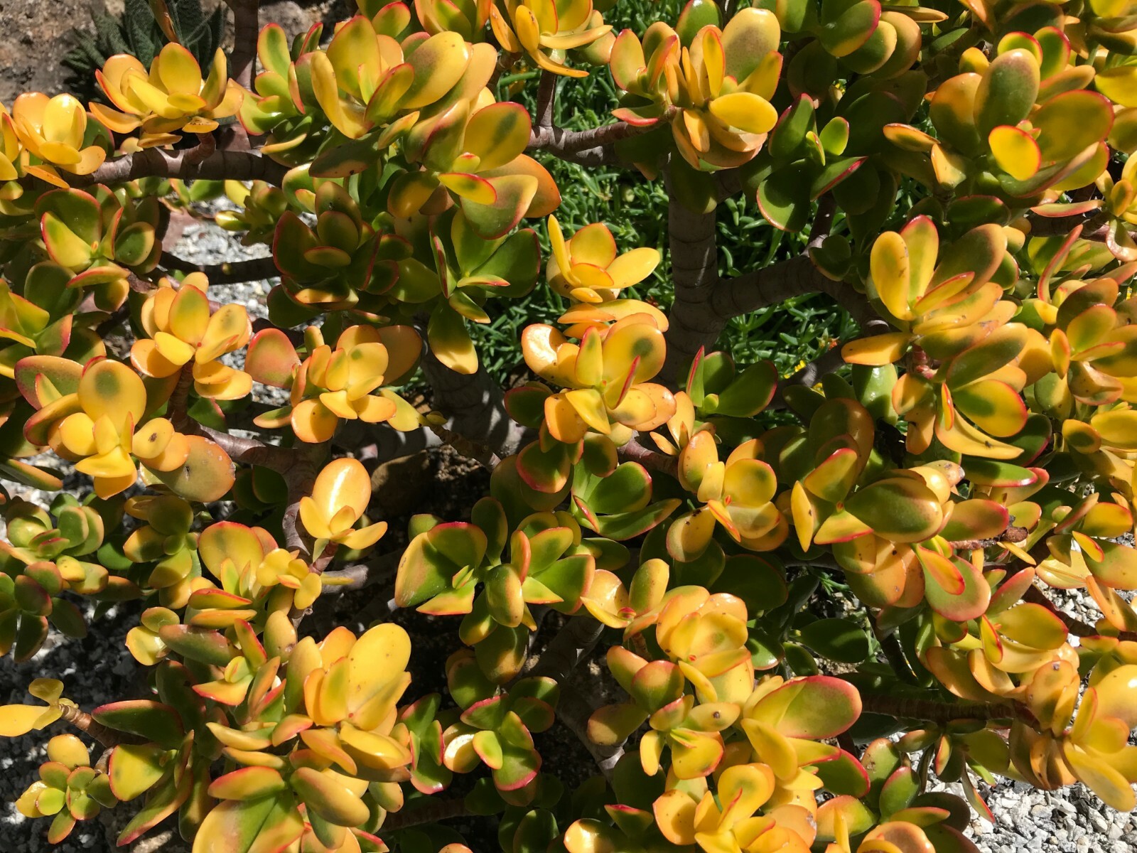 Golden Jade Hummels Sunset Crassula Ovata Argentea Huge 5+” Branched Cuttings