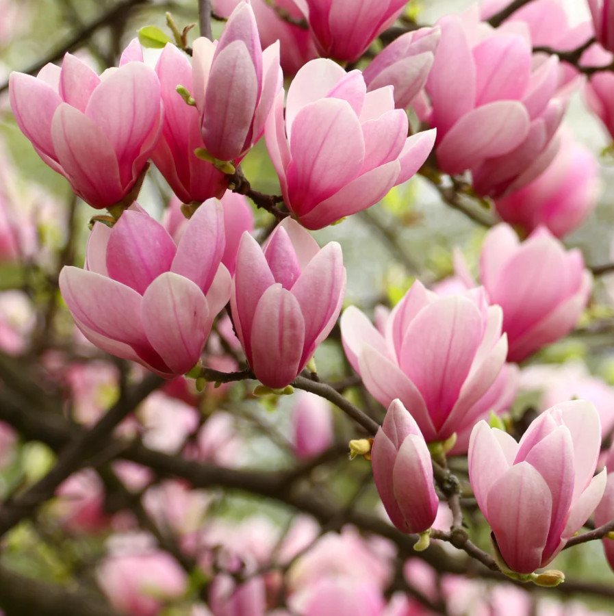 Jane Magnolia Tree, Live Plant, 2.5″ Pot, 6–12″ Tall, No Ship AK, HI, PR