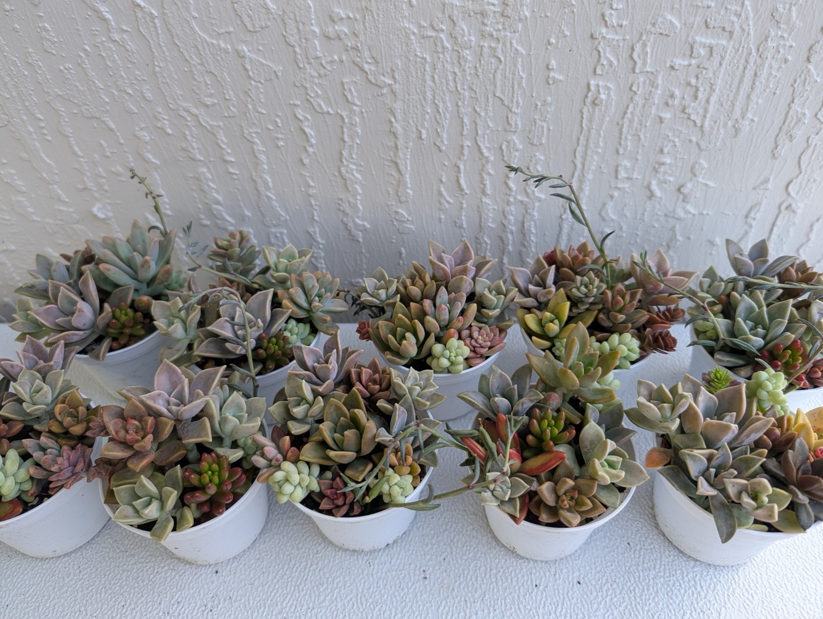 Echeveria Succulent Mix Arrangement Rooted 3″ Pot