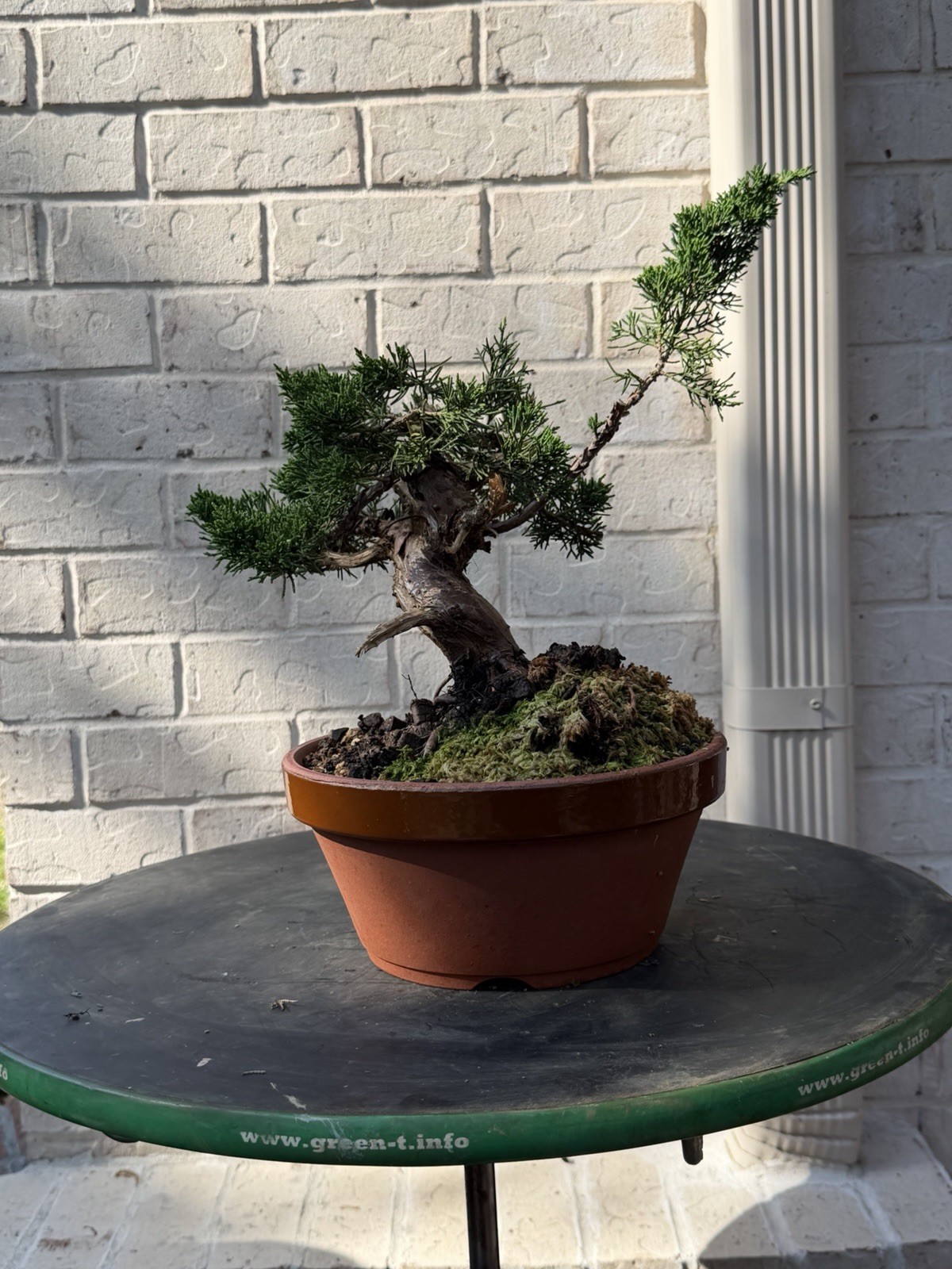 Bonsai Tree Kishu Shimpaku Juniper
