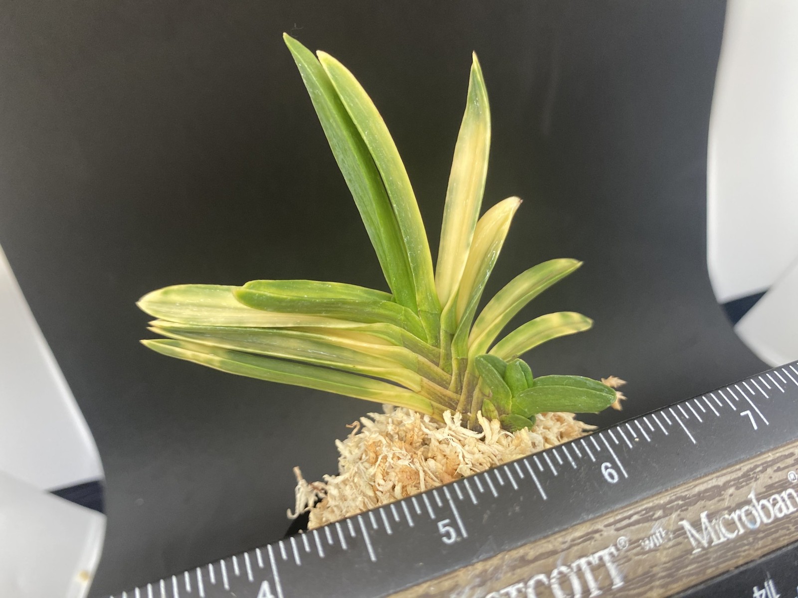 Neofinetia falcata A325DK119. BENIBOUSHI-TORA 紅法師虎