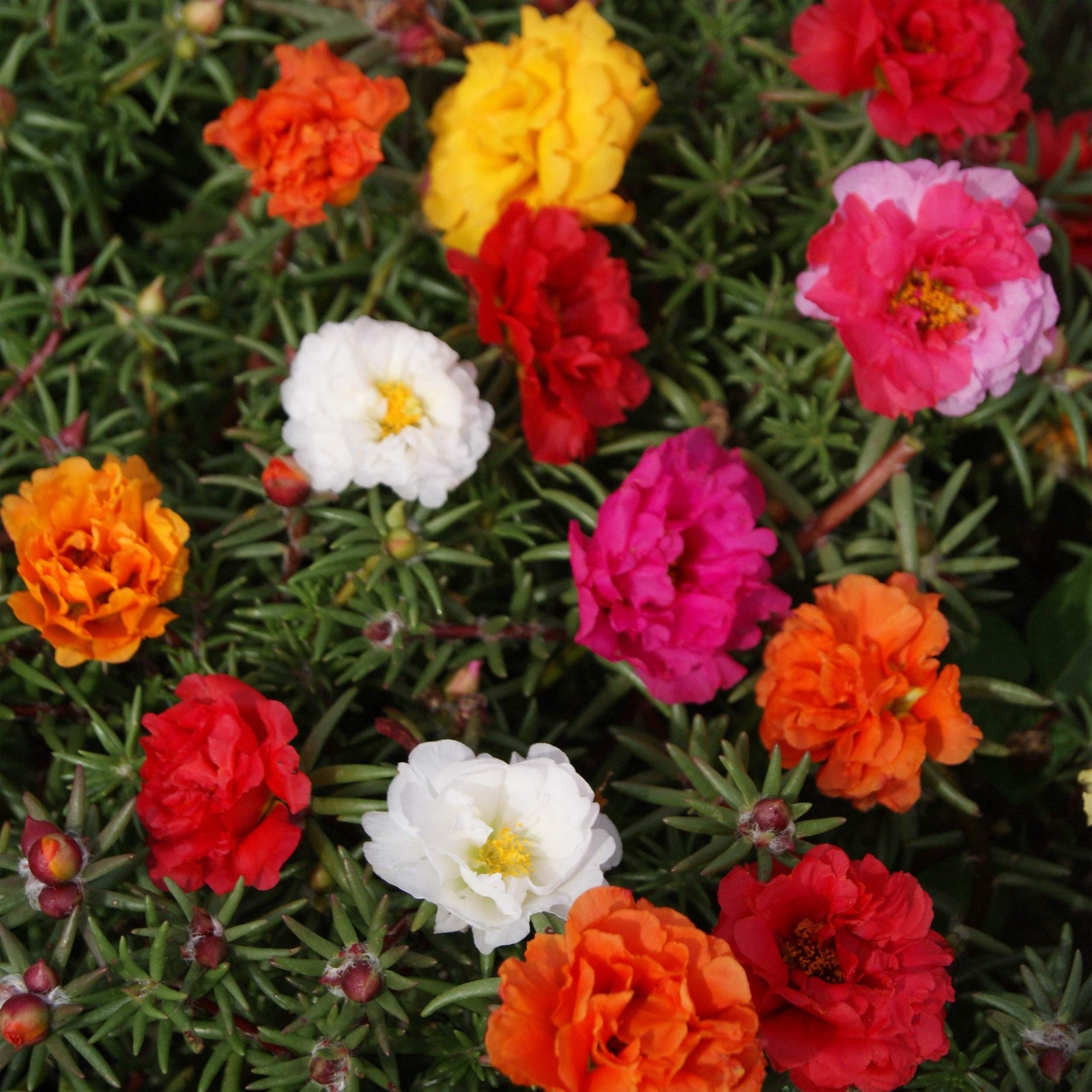 Mixed Moss Rose Seeds – 5000 Pcs Annual Drought Tolerant Ground Cover