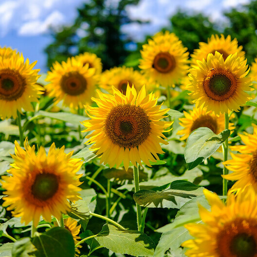 Sunflower MAMMOTH GREY – STRIPE Edible HEIRLOOM Bees 12′ Tall! Non-GMO 50 Seeds!