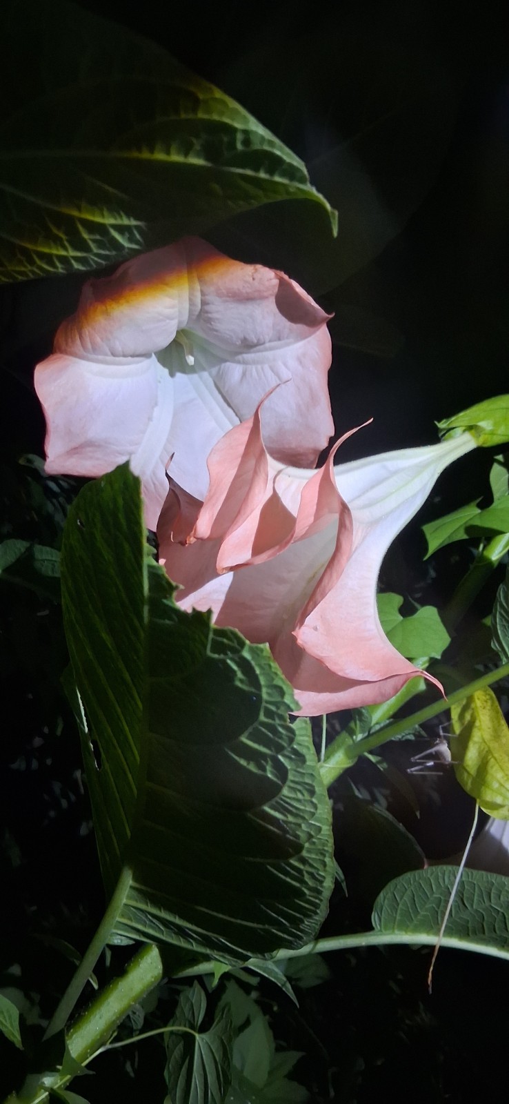 5 count Angel Trumpet Cuttings Brugmansia huge blooms, incredible scent easy