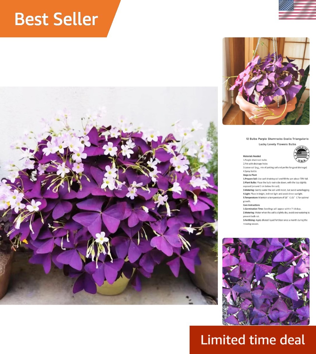 GMO-Free 12+ Purple Shamrocks Oxalis Bulbs – Perfect for Home or Garden Delight
