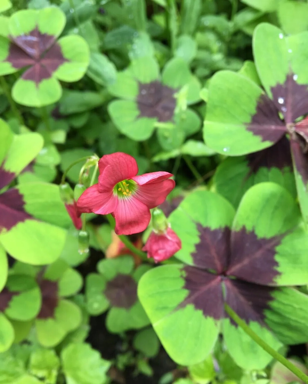 5 Shamrock Iron Cross FOUR LEAF CLOVER bulbs Hardy zones 7-10 or Houseplant