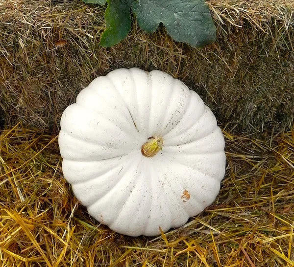 Flat White Boer Pumpkin Seeds organic
