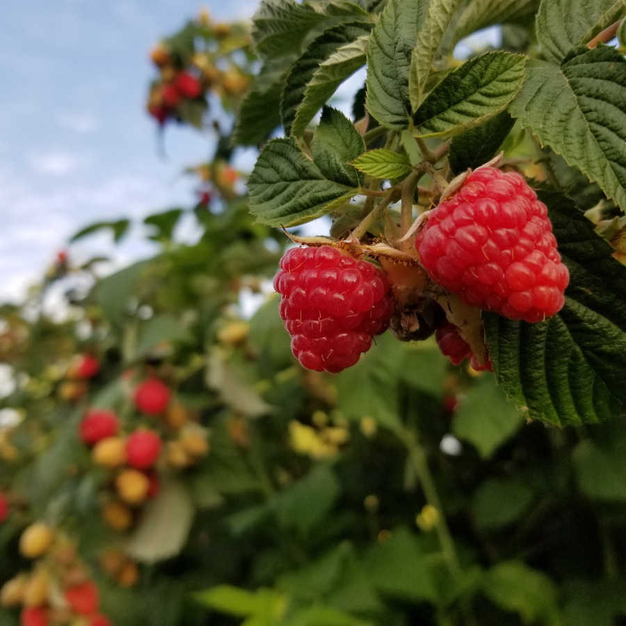 Zenith Raspberry Seeds 125, 300, 750 Seeds Fruit Seeds, Non GMO, Bulk Seeds