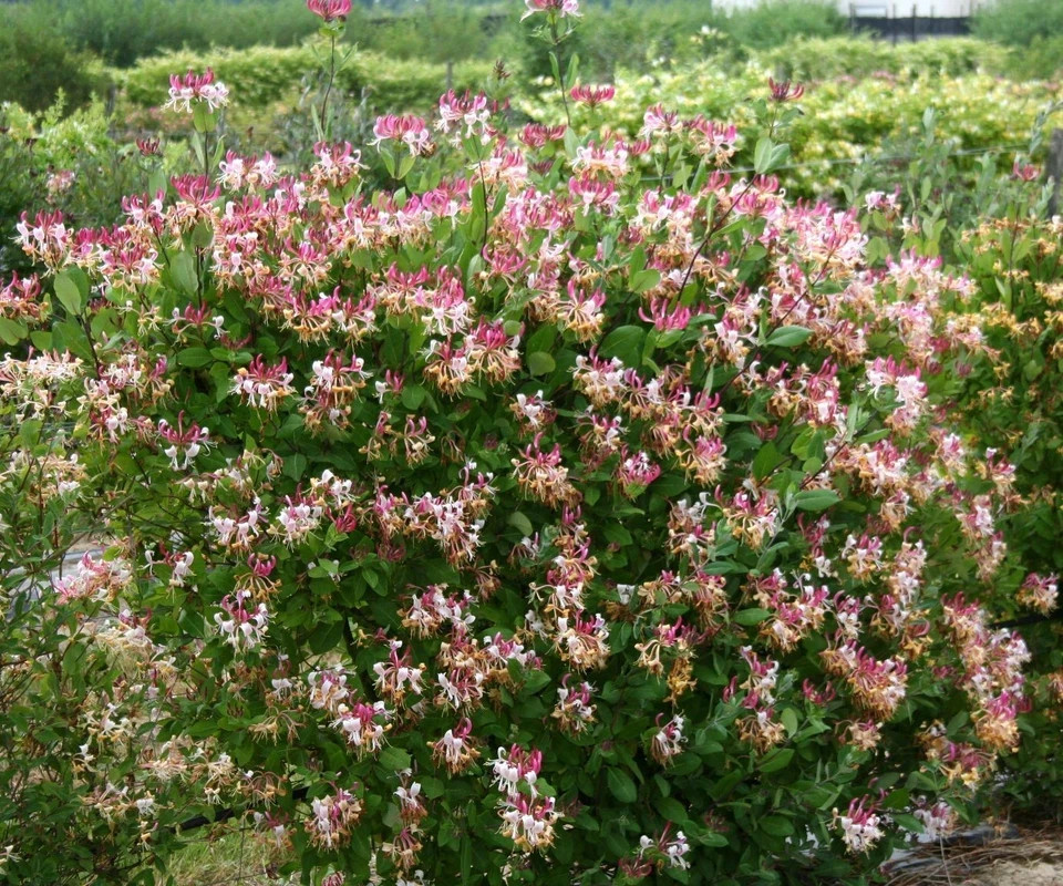~~PEACHES & CREAM~~Lonicera periclymenum Honeysuckle Vine~Rooted Starter Plant ~