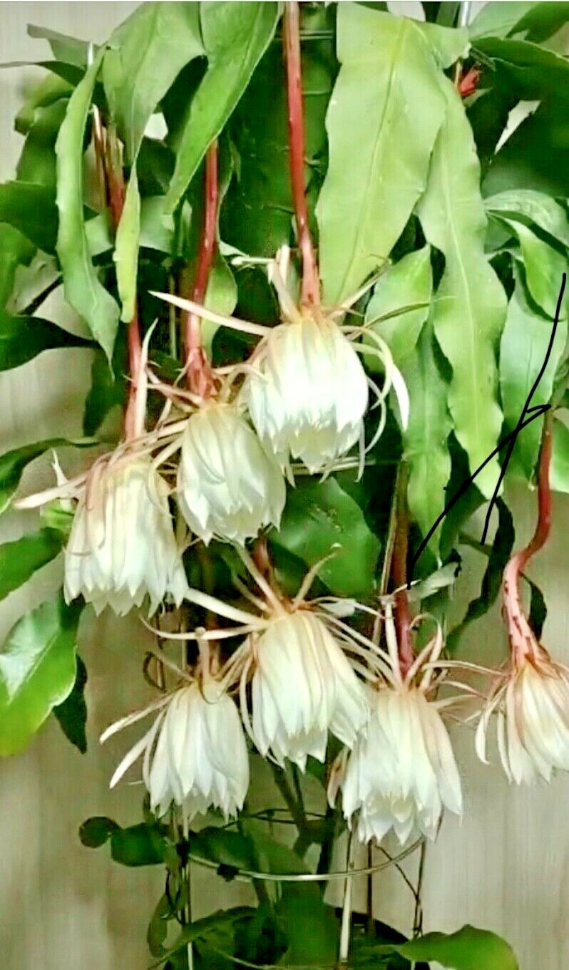 NIGHT BLOOMING CEREUS EPIPHYLLUM OXYPETALUM CACTUS ORCHIDRooted plant in 4″ Pot