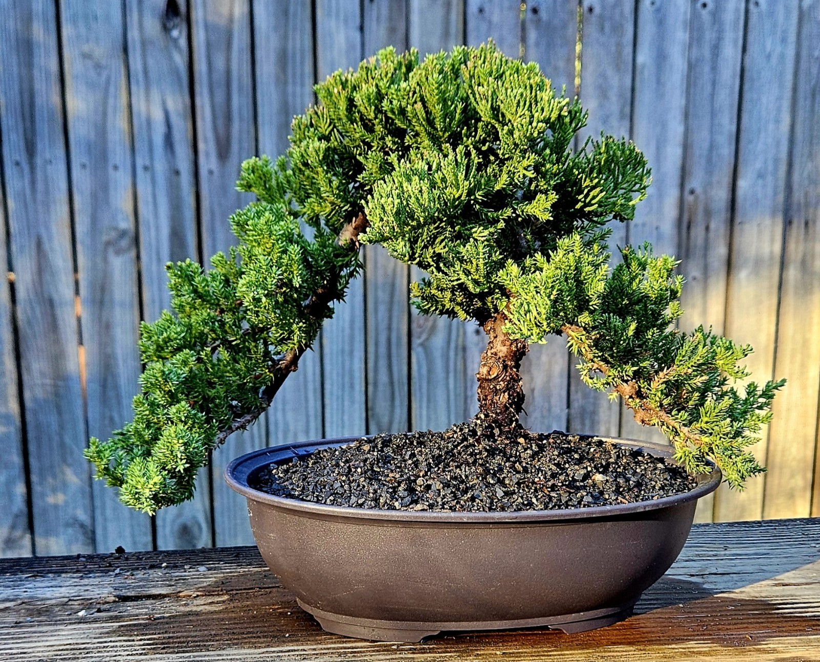 Japanes Juniper Bonsai In 9 Inch Plastic Pot With Tray. 15 Year Old Beauty.