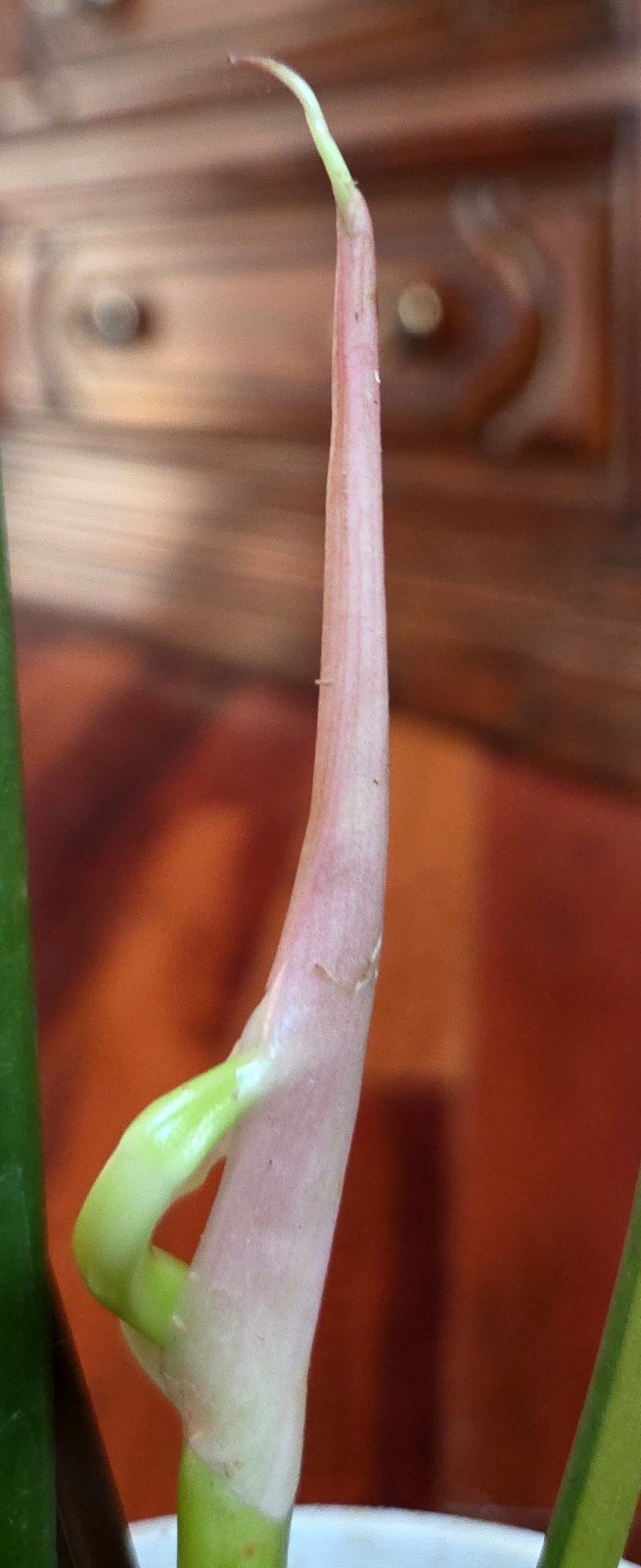 Rare Philodendron Florida Beauty X Tortum 21″ Wide Aroid Not Monstera Anthurium