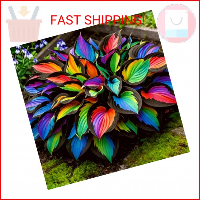 280+ Hosta Seeds for Planting Perennial Heart-Shaped Hosta Bare Roots – Rich Fol