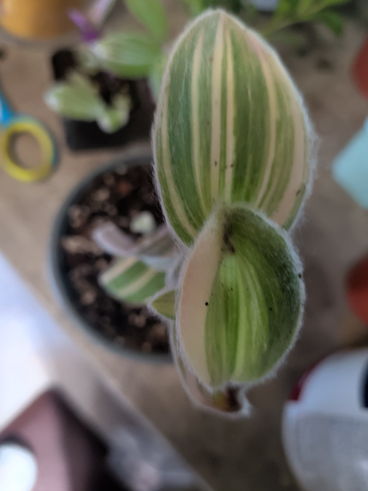 Green & Yellow Fuzzy Tradescantia In 3″ Pot
