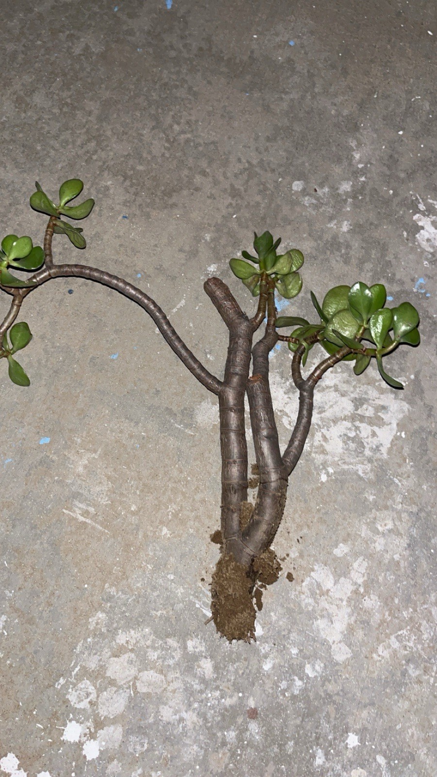 thick stem cutting for Jade bonsai
