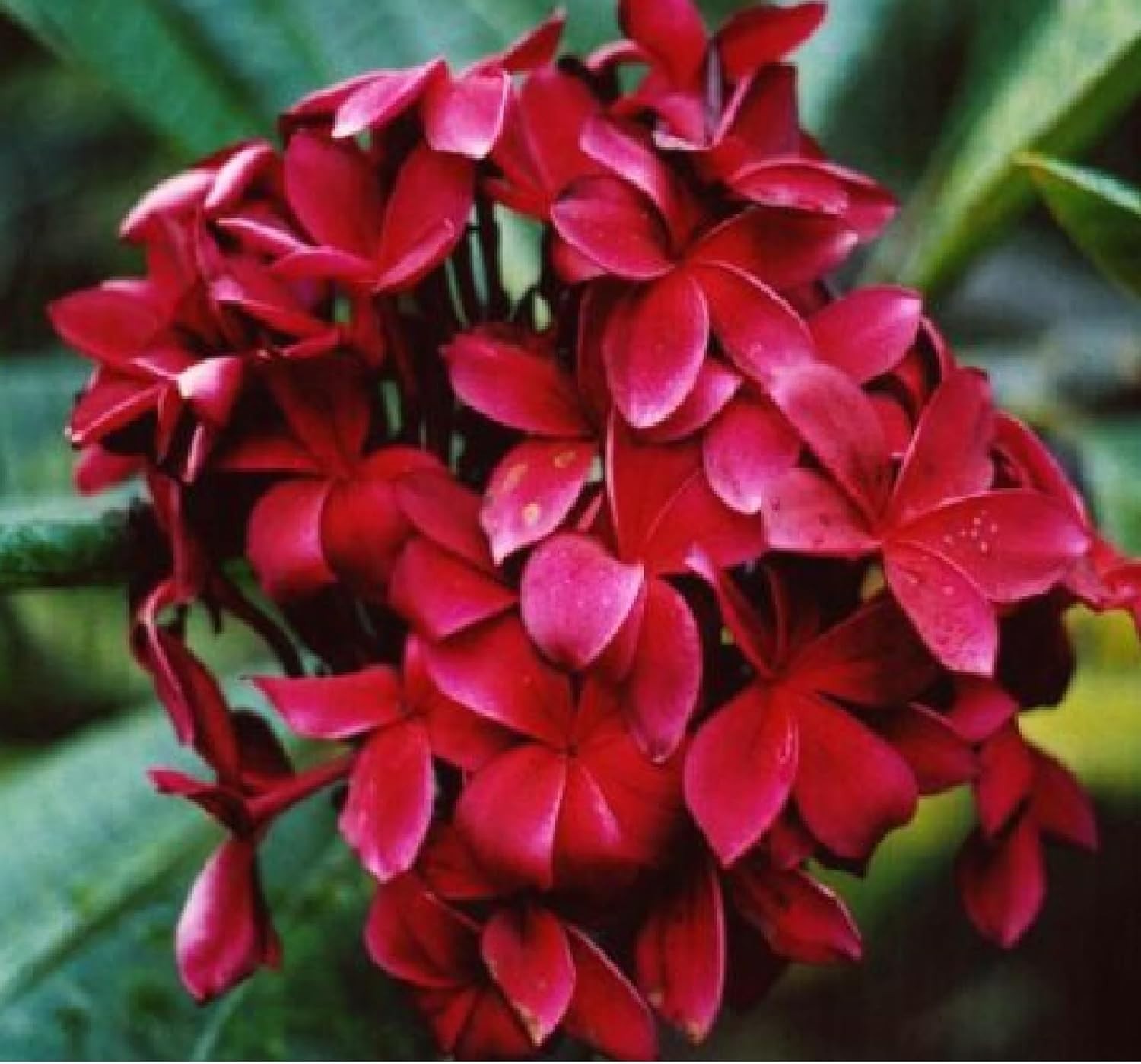 HAWAIIAN RED PLUMERIA FRANGIPANI PLANT CUTTINGS – FRAGRANT EASY TO GROW