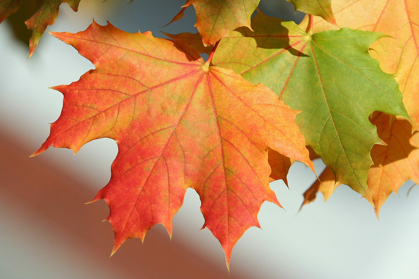 Sugar Maple Tree – 24-36″ Tall Seedling, 2-3 Ft Tall Live Plant – Acer saccharum