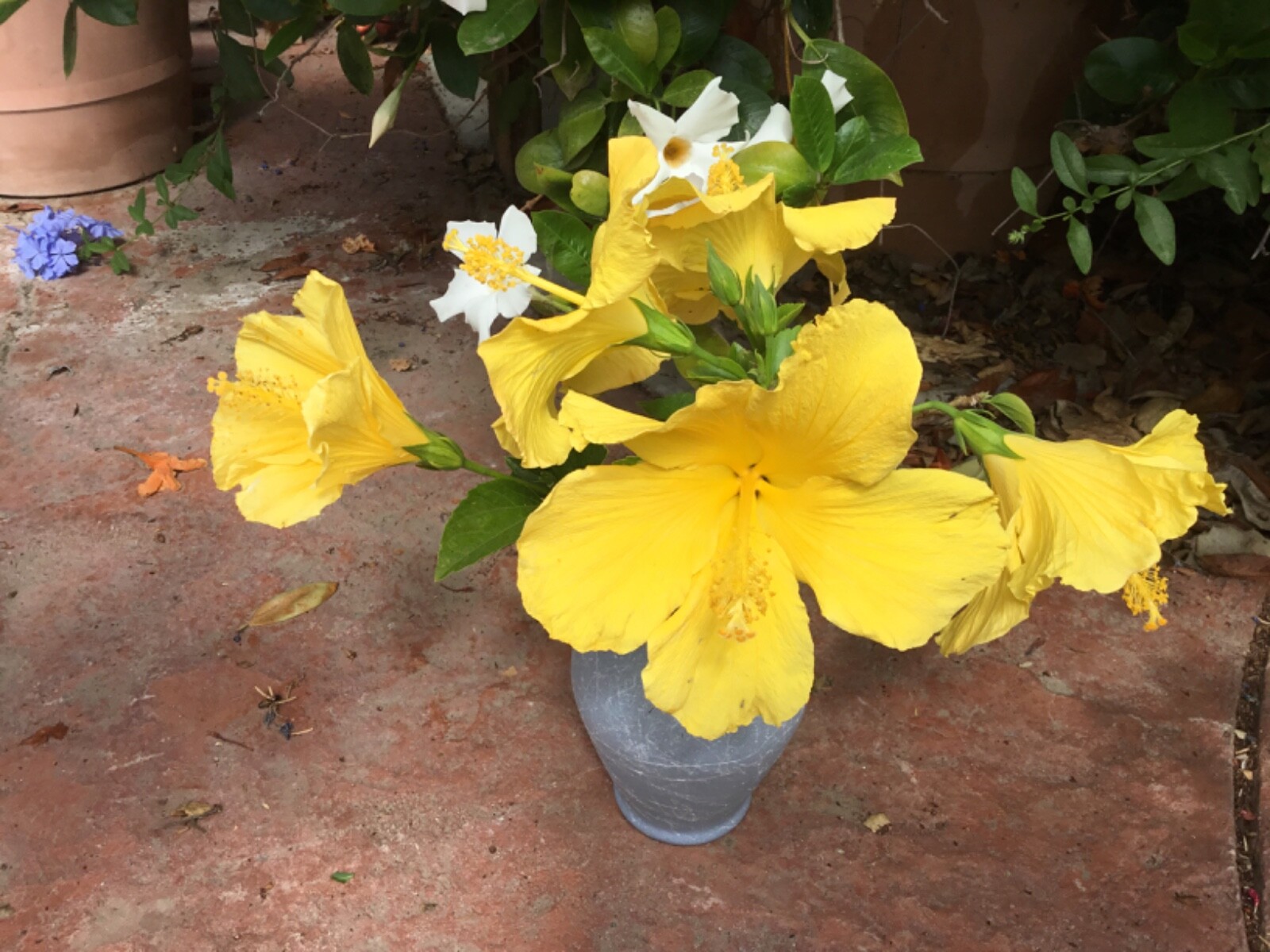 Hibiscus cuttings for rooting “Primrose Beauty” 10 cuts to grow outside/indoors