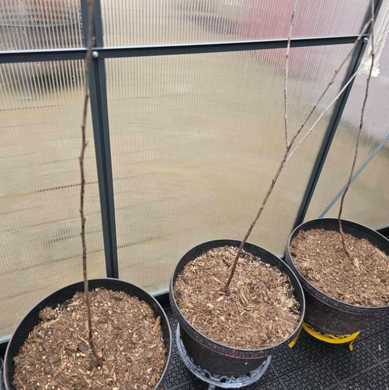 2 Black Cherry Trees Bare Root Live Plants Prunus Serotina Outdoor Garden