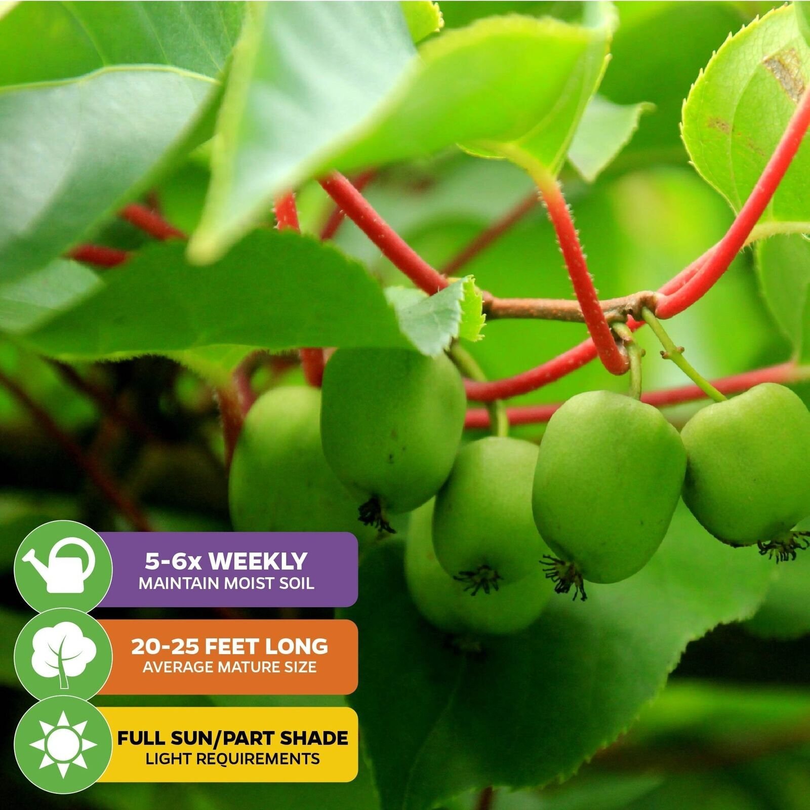 Prolific Hardy Kiwi – Actinidia arguta – Live Plant