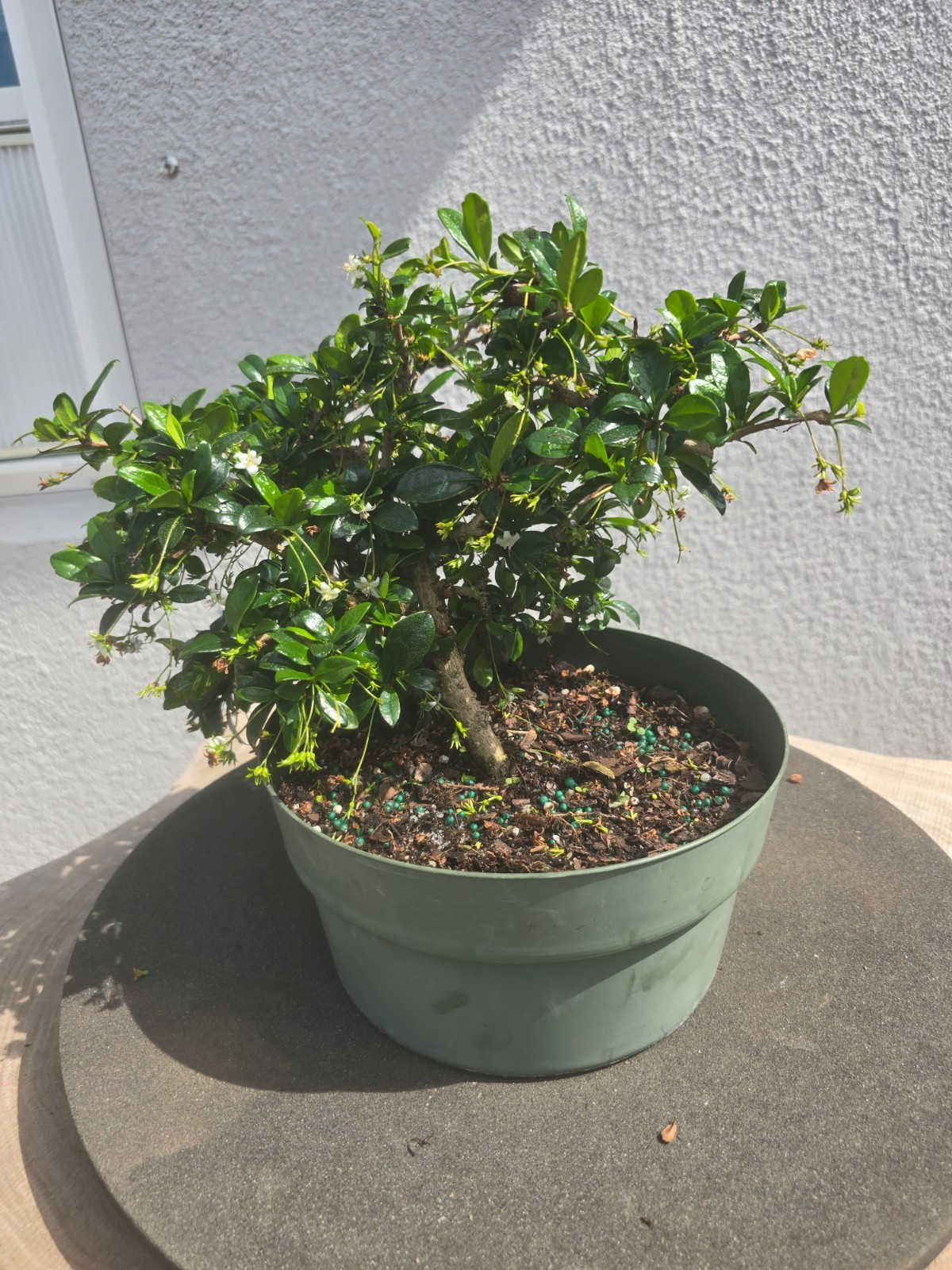 Fukien Tea pre bonsai large broom #1