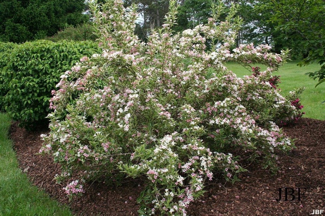3 Variegated Weigela Shrub 12-24″ Weigela florida Bare Root