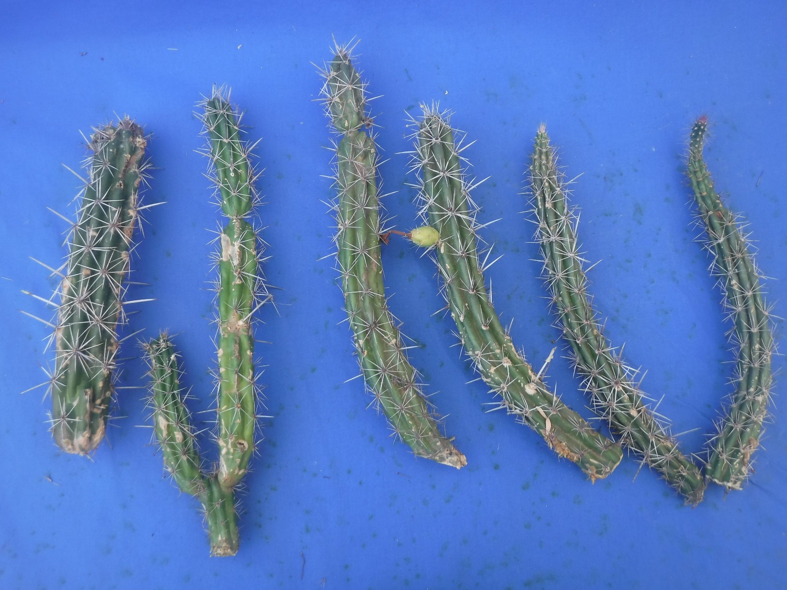 Stenocereus alamosensis SIX 10″-14″ Long Cuttings “Octopus Cactus” EZ 2 Root! F9