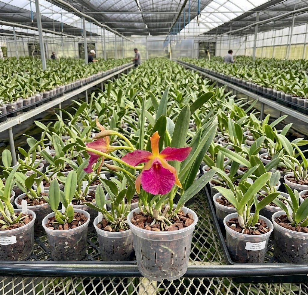 Stlma Orchid Kelly Lea Live Plant 3″ Pot Compact Cattleya Hybrid Orange Pink