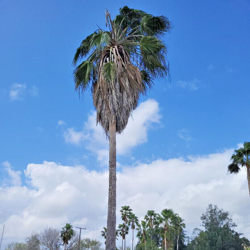15 Hardy Fast Growing Mexican Fan Palm Tree Seeds ( Washingtonia robusta) .