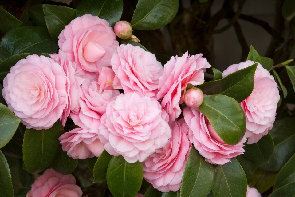 **PEARL MAXWELL**Camellia Japonica–Live STARTER Plant–VERY UNIQUE PINK BLOOMS!
