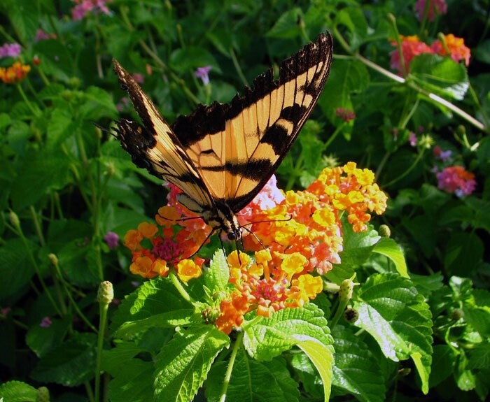 Lantana Camara 30 Seeds, Fragrant Verbena Shrub Flowering Bush Houseplant