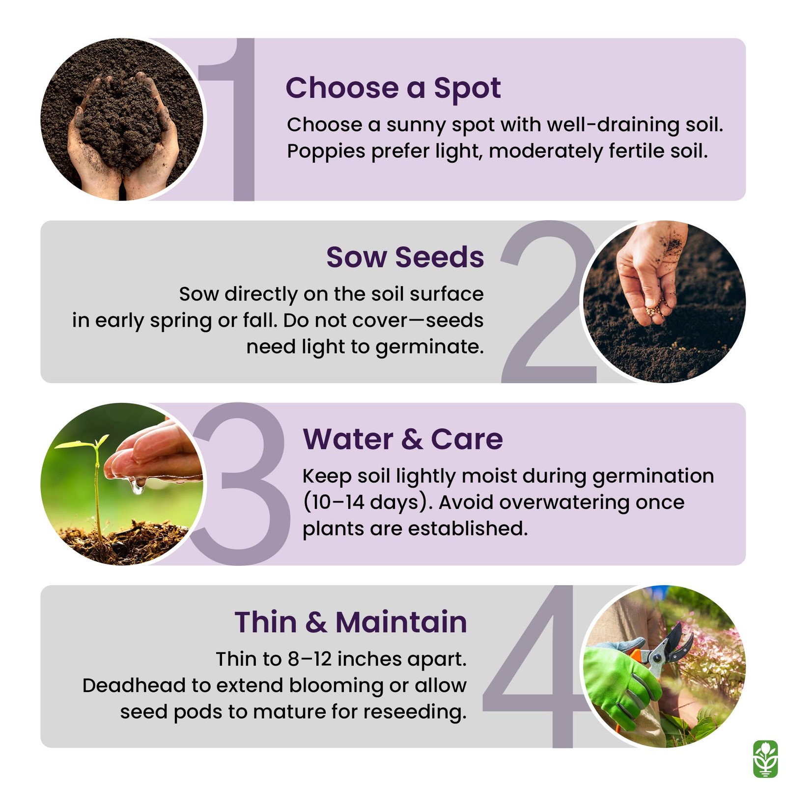 Black Poppy Seeds for Planting – 300 Fresh Dark Purple Wildflower Seeds