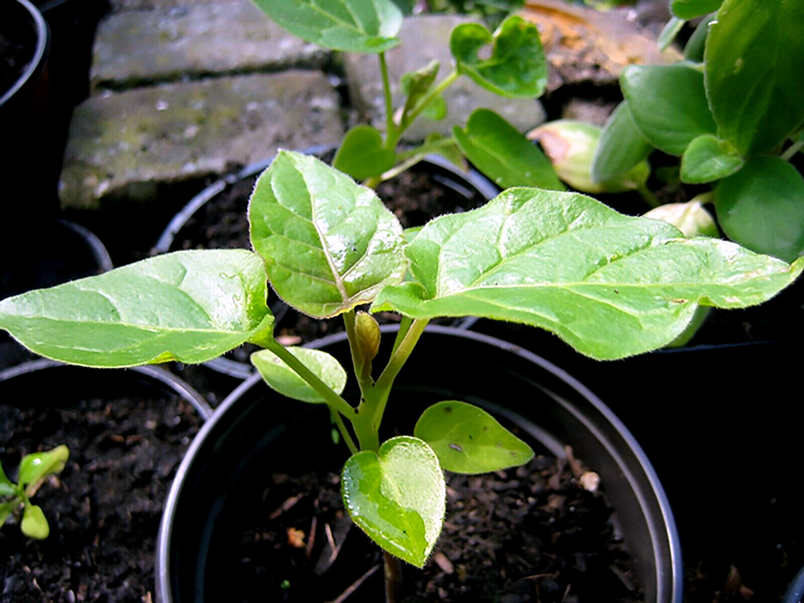 Tamarillo Tree Tomato Seeds Yields 60+lbs of Garden Fruit! Fast Growing Plant