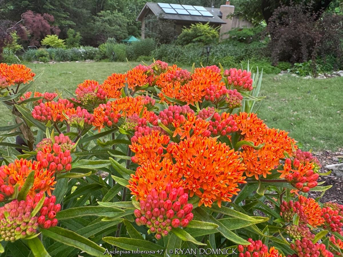 BULK SEEDS!…Asclepias tuberosa…Orange Butterfly Milkweed…QTY/bag 250