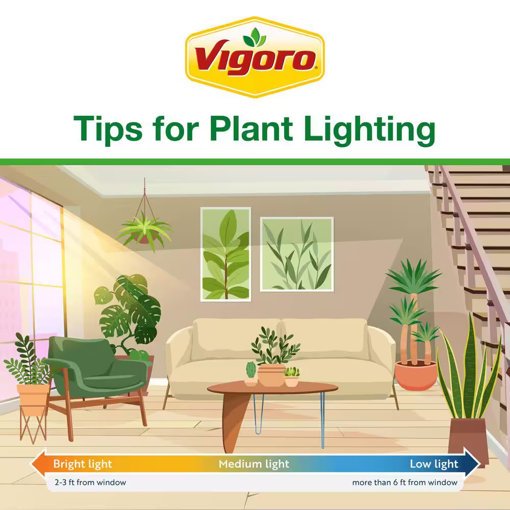 Grower’S Choice Philodendron Plant in 10 In. White Decor Pot, Avg. Shipping Heig