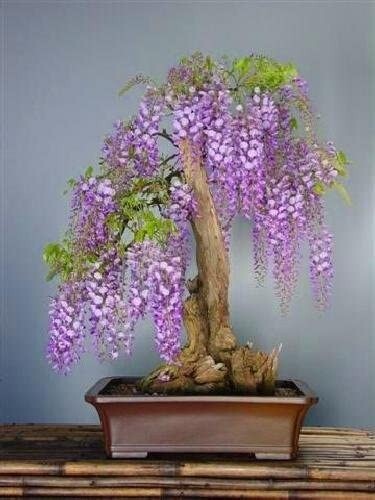 8 Purple Rain Wisteria Bonsai seeds, high quality seeds high germination rate