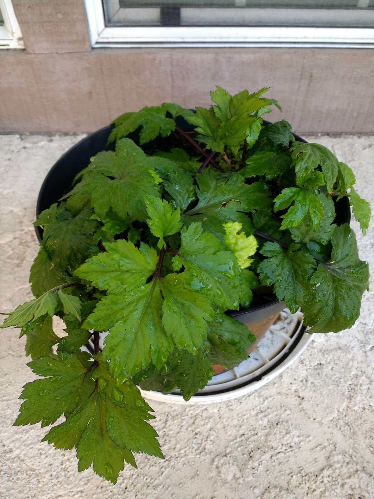 Ashitaba Tomorrows Leaf Angelica Keiskei Japanese 明日草 – Rooted Starter Plants