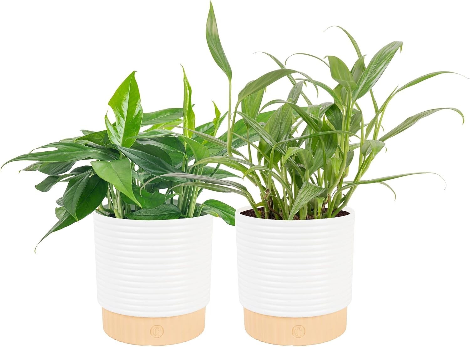 Live Pothos Plants in Decorative Pots Indoor Air Purifying Low Maintenance