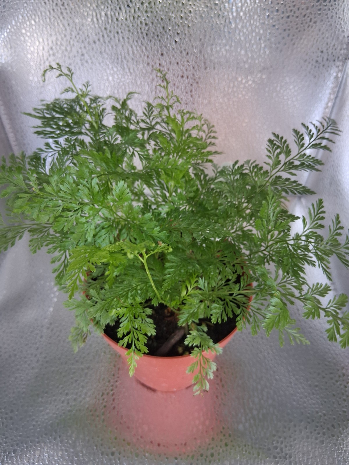 Rabbit Foot Fern Live Houseplant 4″ Pot Fuzzy Rhizomes, Easy Care