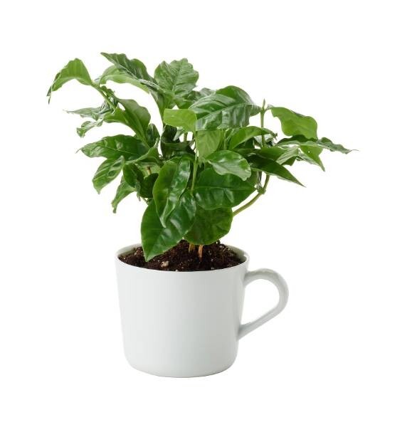 Coffee Plant Coffea Arabica Live Houseplant 4″ Pot Edible Beans Fragrant Flowers